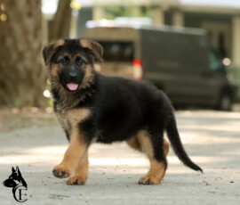 red and black german shepherd puppy