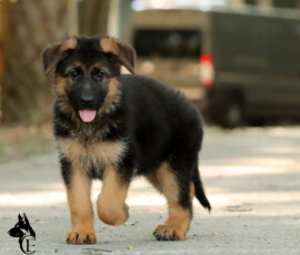 female german shepherd puppy for sale