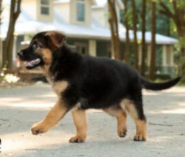 female german shepherd puppy