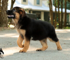 german shepherd puppy from German bloodlines