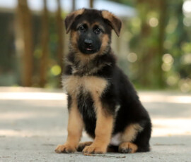 adorable german shepherd puppy for family