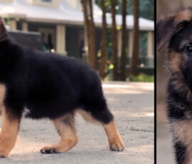 Ciana, Female German Shepherd Puppy For Sale