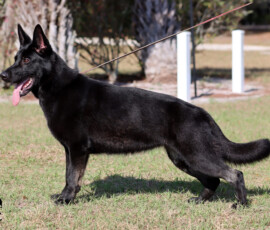 bi-color female german shepherd