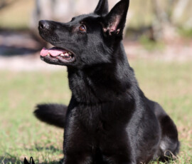 Hexe sennesand, german imported german shepherd