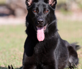 trained german shepherd female