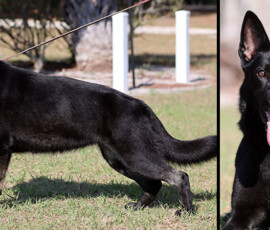 bi-color female german shepherd for sale