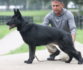 bi-color female german shepherd named Hexe