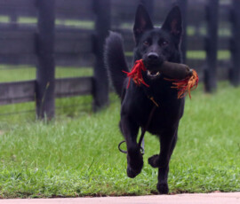 black german shepherd playing