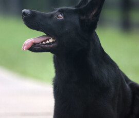 black german shepherd