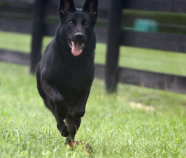german shepherd female playing