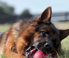 Utz, german shepherd