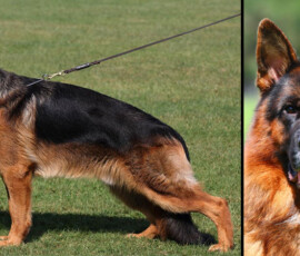 Adult German Shepherd name Utz Utz vom Turkenkopf Card