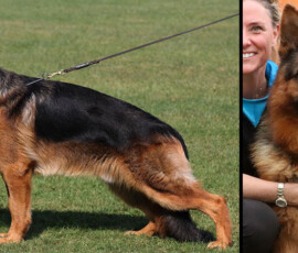 personal protection dog for sale