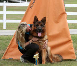 German Shepherd Utz Turkenkopf