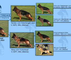 german shepherd pedigree Utz Turkenkopf
