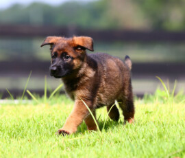 german shepherd puppy running in grass