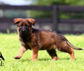 sable german shepherd running