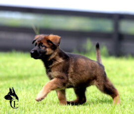 european bloodline german shepherd puppy