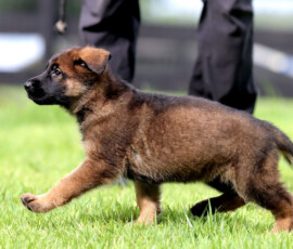 German Shepherd puppies for sale