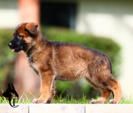 Sable female german shepherd