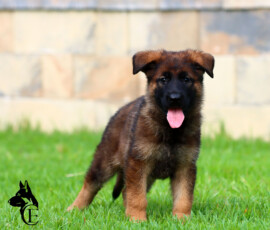 Sable german shepherd in Florida