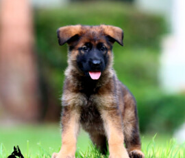 german shepherd puppy standing on wall