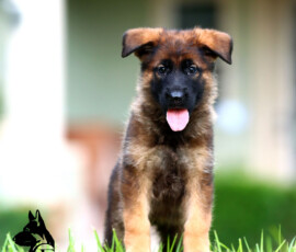 german shepherd puppy looking cute