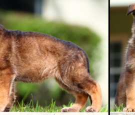 Sable german shepherd puppy for sale in Florida