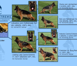 Calvados vom Holtkamper Hof and Leading Lady Canine Extreme Photo Pedigree E' Canine Extreme 2026 Litter Pedigree