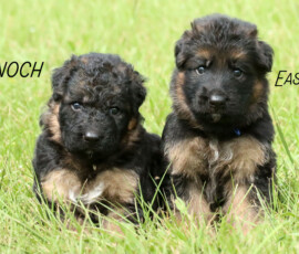 Enoch and Easton Canine Extreme