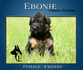 Ebonie Canine Extreme