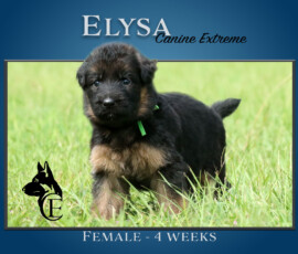Elysa Canine Extreme