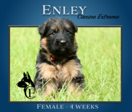 Enley Canine Extreme