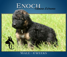 Enoch Canine Extreme