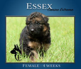 Essex Canine Extreme