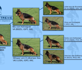 Expresso Canine Extreme Pedigree
