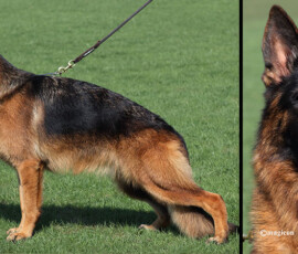 Expresso Canine Extreme, German Shepherd Female Expresso Canine Extreme