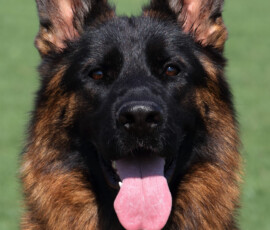 Espresso Canine Extreme