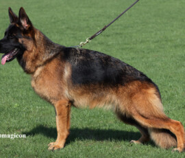 Espresso Canine Extreme
