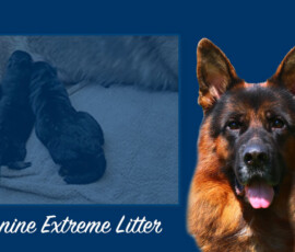 F' canine Extreme Litter card