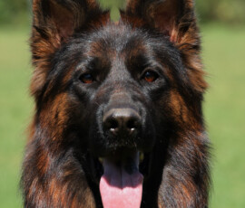 Leading Lady Canine Extreme headshot by Magicon
