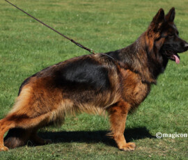Leading Lady Canine Extreme Stand by Magicon