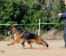 Leading Lady Canine Extreme