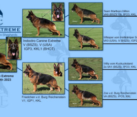 leading lady canine extreme pedigree
