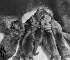 German Shepherd puppies for sale at Canine Extreme