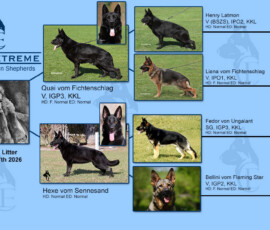 german shepherd pupy pedigree GCE26