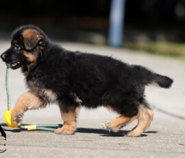 Female German Shepherd puppy Ebonie playing with a toy at 8 weeks old