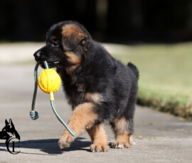 Ebonie, black and red female German Shepherd puppy