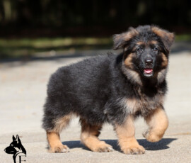 Ebonie Canine Extreme, 8-week-old German Shepherd female puppy
