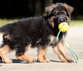 German Shepherd puppy Ebonie carrying a toy outdoors